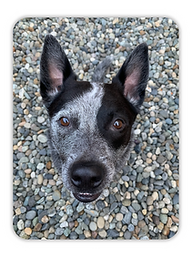 Dog-texture.png