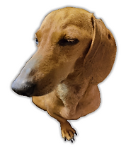 Dodo_edited.png