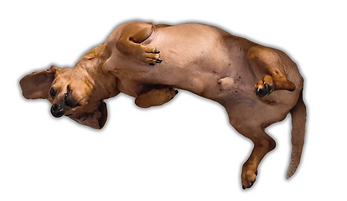 Dodo2.png