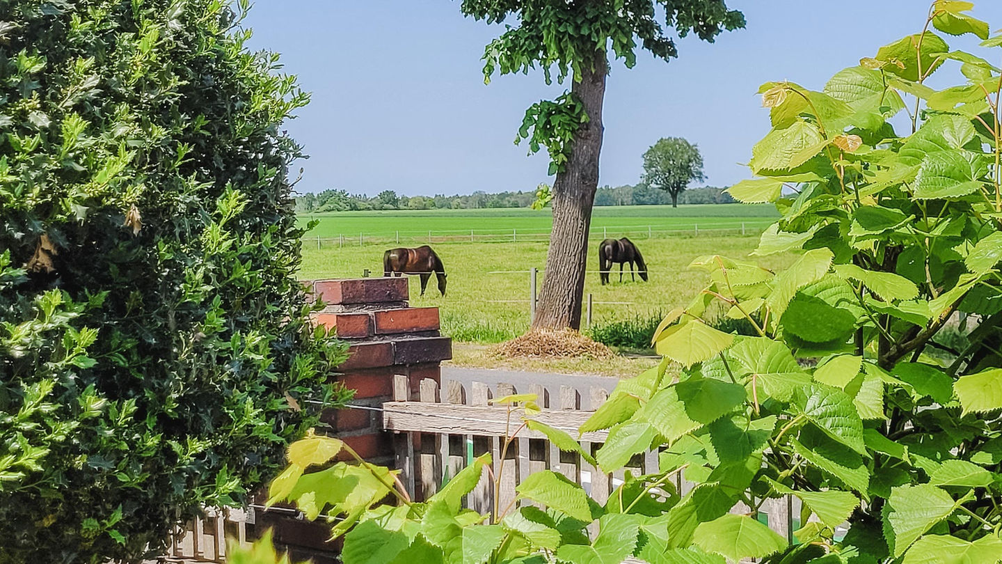 Blick über die grünen Wiesen und Felder, von Muttis Landhof aus gesehen, auf derWeide stehen zwei Pferde