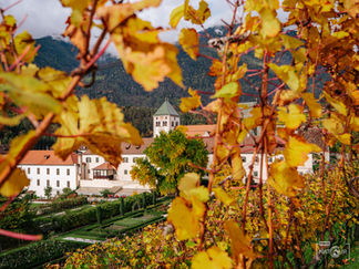 Kloster Neustift durch die Weinreben fotografiert.