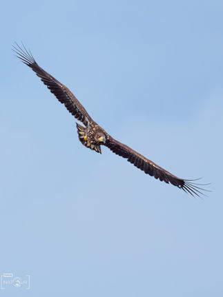 Seeadler im Flug