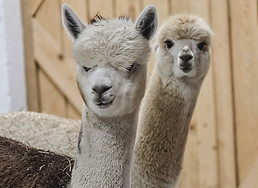 Alpakas auf Muttis Landhof