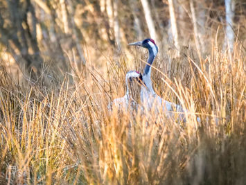 Zwei Kraniche an einer Wasserstelle im Wald