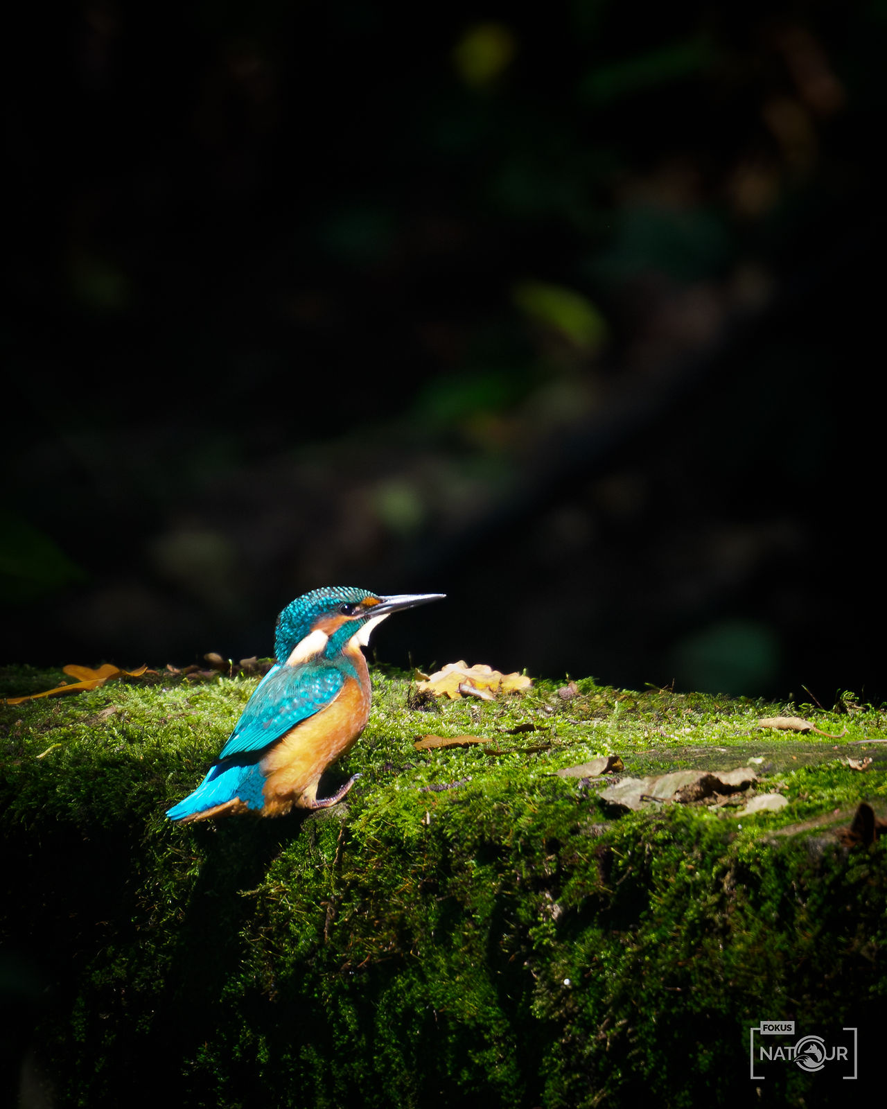 Eisvogel