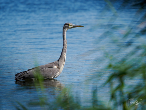 Graureiher im Wasser