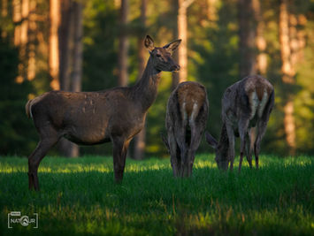 Ein junger Hirsch und zwei Hirschkühe auf einer Lichtung im Wald, Abendstimmung.