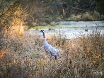 Ein Kranich an einer Wasserstelle im Wald