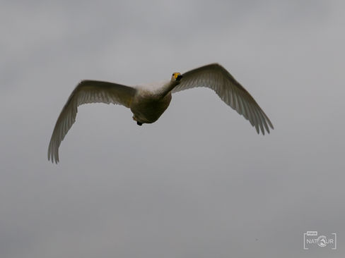 Singschwan im Flug