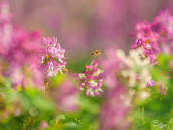 Rosa blühender Lerchensporn