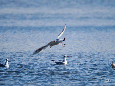 Möwen beim Fischfang im Wasser