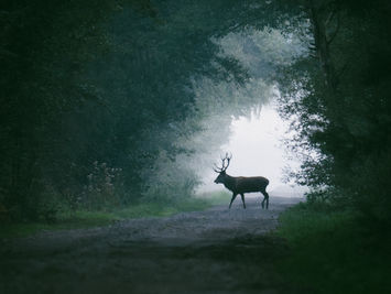Ein Hirsch mit großem Geweih quert einen Waldweg