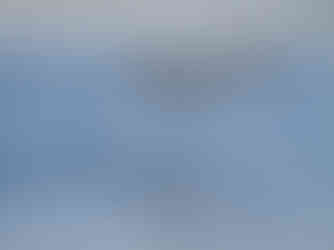 Möwen beim Fischfang im Wasser