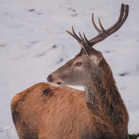 Ein Hirsch im Schnee.