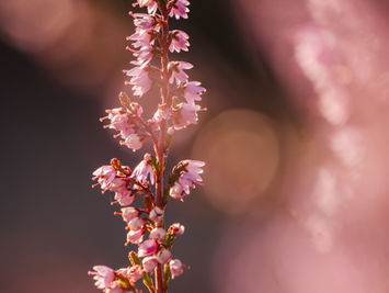 Heideblüten