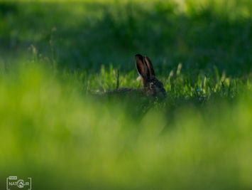 Ein Hase im Gras einer saftig grünen Wiese