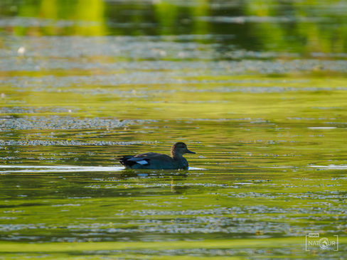 Ente im Wasser