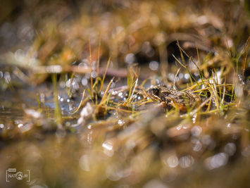 Ein Frosch im nassen Gras