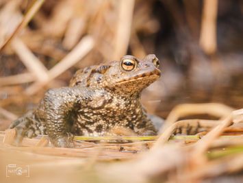 Eine Kröte im trockenen Schilf