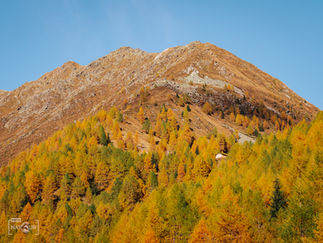 Goldener Oktober in den Bergen: Lärchenwald, dahinter der Berg und blauer Himmel.