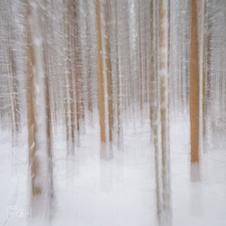 Verwischte Darstellung von verschneiten Baumstämmen im Wald.