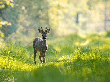 Reh auf einem Waldweg bei Sonnenaufgang