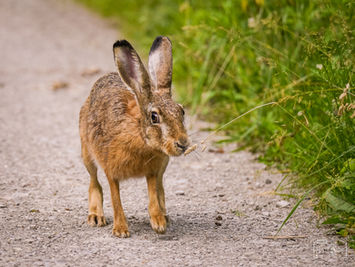 Ein Feldhase am Wegesrand
