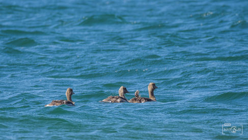 Eine Gänsefamilie auf dem Meer