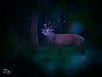 Röhrender Hirsch in der Dämmerung
