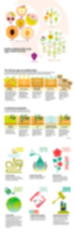 Infographie sur l'usage du glyphosate en France en grammes/hectare en fonction des cultures, alternatives à l'usage du glyphosate et dates clés de l'histoire de cet herbicide.
