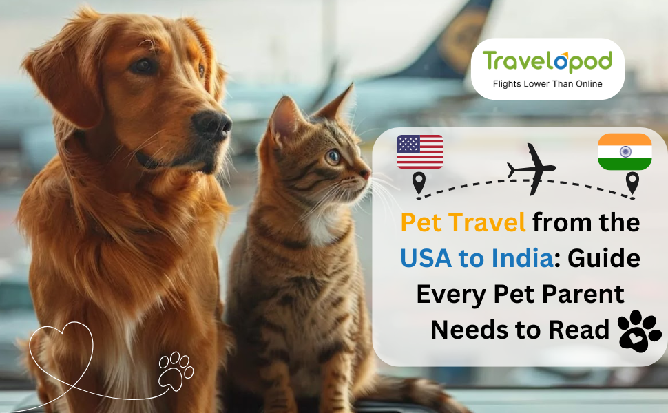 Picture Idea: Pet Travel From The Usa To India Guide Every Pet