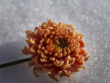 Reborn in the heart of All That Is!- Jan 22 & Jan 23, 2025