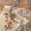 Thumbnail: Moses Basket Cream - Motulinka