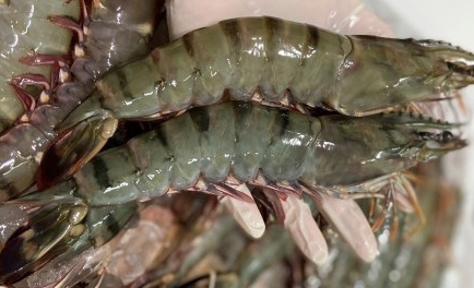 Shrimp exports to China increased 2.5 times