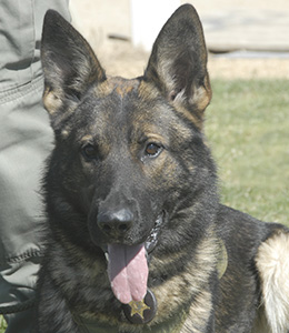 National Police Dog Foundation - Aris260x300-260x300.jpg