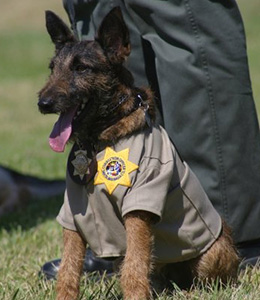 National Police Dog Foundation - Aris260x300-260x300.jpg