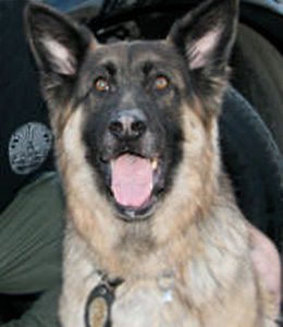 National Police Dog Foundation - Aris260x300-260x300.jpg