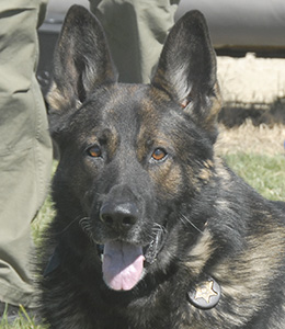 National Police Dog Foundation - Aris260x300-260x300.jpg