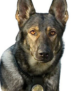 National Police Dog Foundation - Aris260x300-260x300.jpg