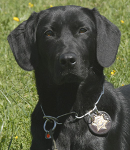 National Police Dog Foundation - Aris260x300-260x300.jpg