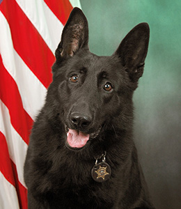 National Police Dog Foundation - Aris260x300-260x300.jpg