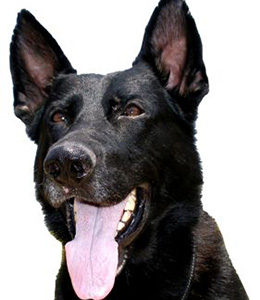 National Police Dog Foundation - Aris260x300-260x300.jpg