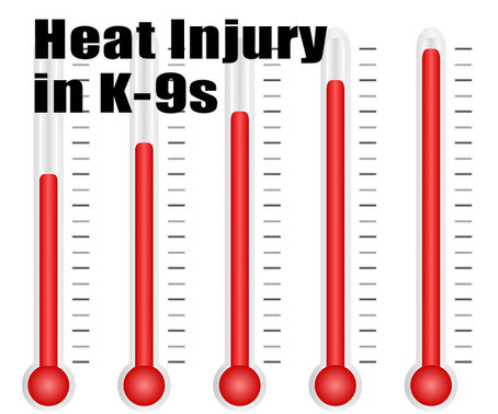 Quick Facts on Heat Injury in K-9s