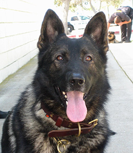 National Police Dog Foundation - Aris260x300-260x300.jpg