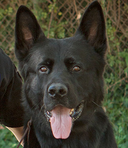 National Police Dog Foundation - Aris260x300-260x300.jpg