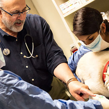 SPOTLIGHT: Dr. Rodney Ayl