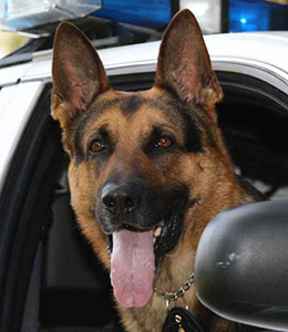 National Police Dog Foundation - Aris260x300-260x300.jpg