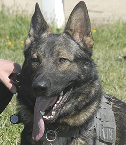 National Police Dog Foundation - Aris260x300-260x300.jpg