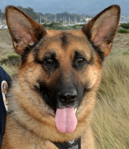 National Police Dog Foundation - Aris260x300-260x300.jpg