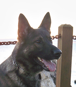 National Police Dog Foundation - Aris260x300-260x300.jpg